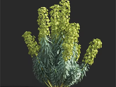 Green Flowering Plant With Spike Like Blooms And Lush Green Leaves 3d model