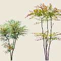 Colorful Foliage Shrubs With Varied Leaf Tones And Slender Branches For Garden Landscaping