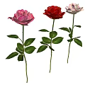 Beautiful Pink Red White Roses with Green Stems Leaves on Black Background and Shadows