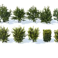 Various Landscape Arbor Trees With Different Foliage Shapes And Crown Structures 3d model