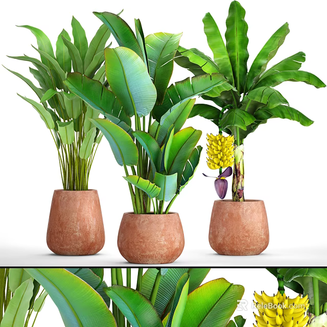 Potted Plants with Large Green Leaves in Terracotta Pots on White Shelf and Yellow Flowers 3d model 