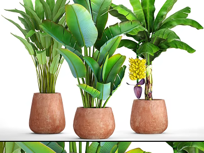 Potted Plants with Large Green Leaves in Terracotta Pots on White Shelf and Yellow Flowers 3d model
