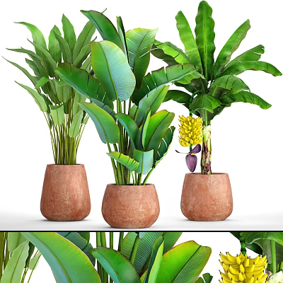 Potted Plants with Large Green Leaves in Terracotta Pots on White Shelf and Yellow Flowers 3d model