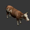 Brown And White Cow With Horns Standing On Gray Background