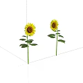 Bright Yellow Sunflowers With Green Stems And Leaves On White Background