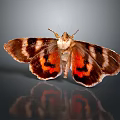 Vibrant Moth Featuring Brown Orange Black Striped Wings On Reflective Surface 3d model
