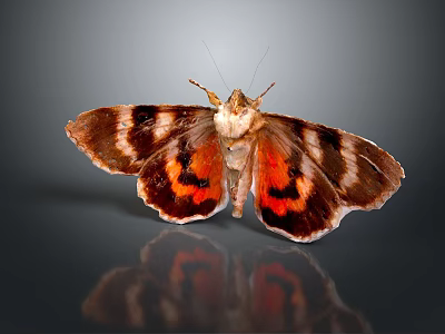 Vibrant Moth Featuring Brown Orange Black Striped Wings On Reflective Surface 3d model