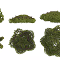 Different Types of Green Shrubs with Varied Shapes and Lush Foliage for Landscaping