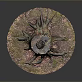 Tree Stump With Green And Pink Moss And Exposed Roots On Natural Ground
