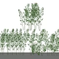 Tall Clustered Bamboo Plants With Lush Green Foliage In Natural Growth