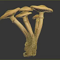 Brown Mushrooms Cluster With Light Stems And Broad Caps Against Dark Background
