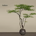 Bonsai Tree with Slender Trunks Lush Green Foliage in Gray Pot on Indoor Wooden Floor