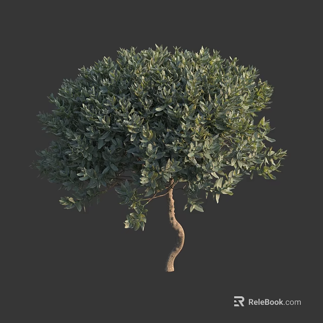 Arbor With Curved Trunk And Lush Green Dense Foliage In Natural Shape 3d model 