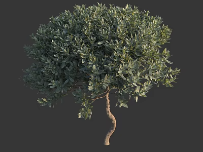 Arbor With Curved Trunk And Lush Green Dense Foliage In Natural Shape 3d model
