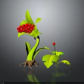 3D Plant Model With Green Leaves Red Berries Claw-like Roots And Small Red Berry Plant Reflection