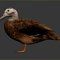 Brown Duck With White Head Black Wing Patch And Orange Feet Standing On Dark Background