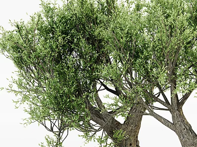Lush Green Arbor With Dense Foliage And Strong Trunk In Natural Setting 3d model