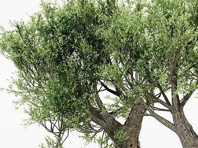 Olive Tree 3d model