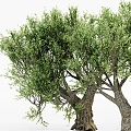 Olive Tree 3d model