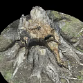 Old Weathered Tree Stump With Exposed Roots And Natural Wood Texture