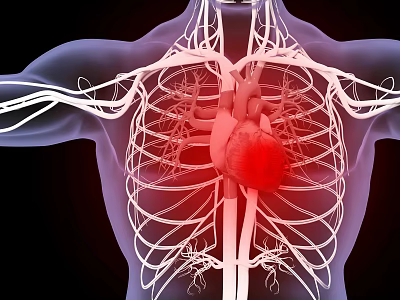 Innovative Medical Device Visualizing Human Heart Thoracic Cavity Blood Vessels and Skeletal Structure 3d model