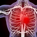 Innovative Medical Device Visualizing Human Heart Thoracic Cavity Blood Vessels and Skeletal Structure
