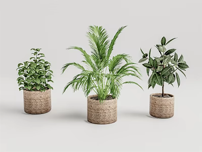Three Different Green Leaf Potted Plants in Woven Pots on White Background 3d model