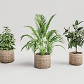 Three Different Green Leaf Potted Plants in Woven Pots on White Background