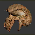Aquatic Animal Crab with Orange Hard Shell and Large Red Tipped Claws