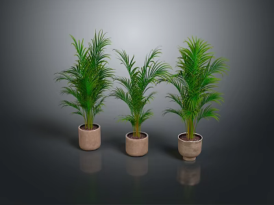 Three Green Palm Plants In Terra Cotta Pots Against Dark Background 3d model