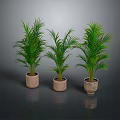 Three Green Palm Plants In Terra Cotta Pots Against Dark Background