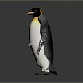 Standing Penguin with Black and White Body and Yellow Head Patch Against Gray Background