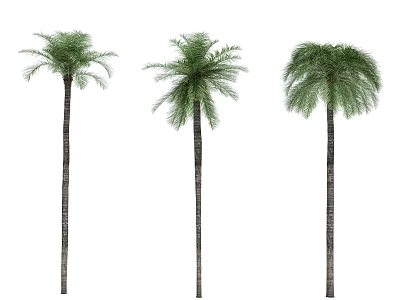 Three Tall Green Palm Trees With Lush Foliage And Straight Trunks 3d model