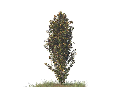 Tall Arbor With Lush Foliage And Colorful Leaves Growing On Green Grass 3d model