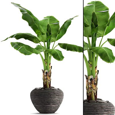 Banana Potted Plant With Large Green Leaves And Textured Trunk In Decorative Pot 3d model