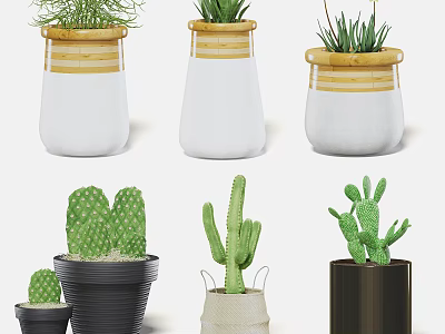 Decorative Potted Cacti Plants with White Wooden Striped Black and Woven Pots 3d model