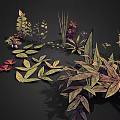 Various Plant Leaves Flowers And Small Fruits Illustration On Black Background