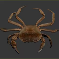 Brown Crab With Large Claws Long Legs And Reflection On Gray Background 3d model