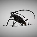 Black Longhorn Beetle With Long Antennae Detailed Close Up View On Gray Background
