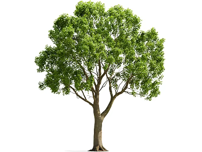 Healthy Arbor With Lush Green Foliage And Strong Brown Trunk In Natural Scene 3d model