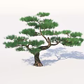 Lush Green Pine Tree With Textured Brown Trunk And Natural Foliage