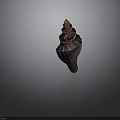 Spiral Conch Shell With Organ Like Structure And Hair Textured Surface