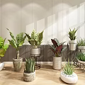 Indoor Bonsai and Potted Plants with Various Green Leaves in Decorative Pots