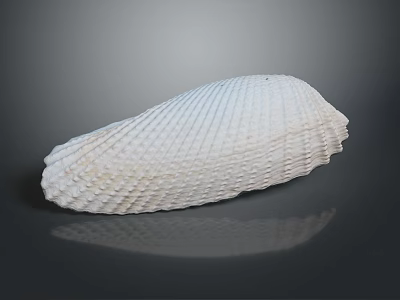 White Clam Shell With Regular Texture On Gray Background And Reflection 3d model