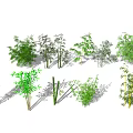 Various Bamboo Plants with Different Varieties Diverse Leaf Shapes and Heights