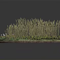 Wheat Crops in Circular Display with Pathway Yellow White Flowers and Green Grass