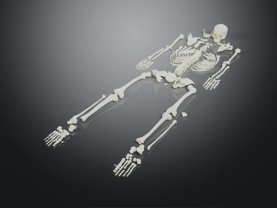 Human Skeleton Model Displaying Detailed Limbs Including Hands Feet Arms Legs 3d model