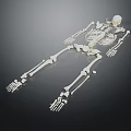 Human Skeleton Model Displaying Detailed Limbs Including Hands Feet Arms Legs
