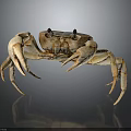 Light Brown Crab With Large Claws Standing On Gray Gradient Background With Reflection 3d model