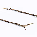 Natural Stone Wood Branches Featuring Rough Texture and Brown Tones on White Background